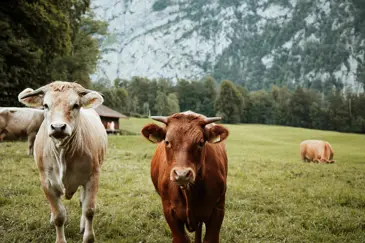 Bergwelt Grindelwald Design Luxury Hotel Pexels Naomisalome 10660420